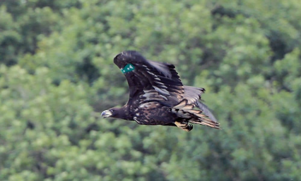 White Tailed Sea Eagles released into Killarney National Park