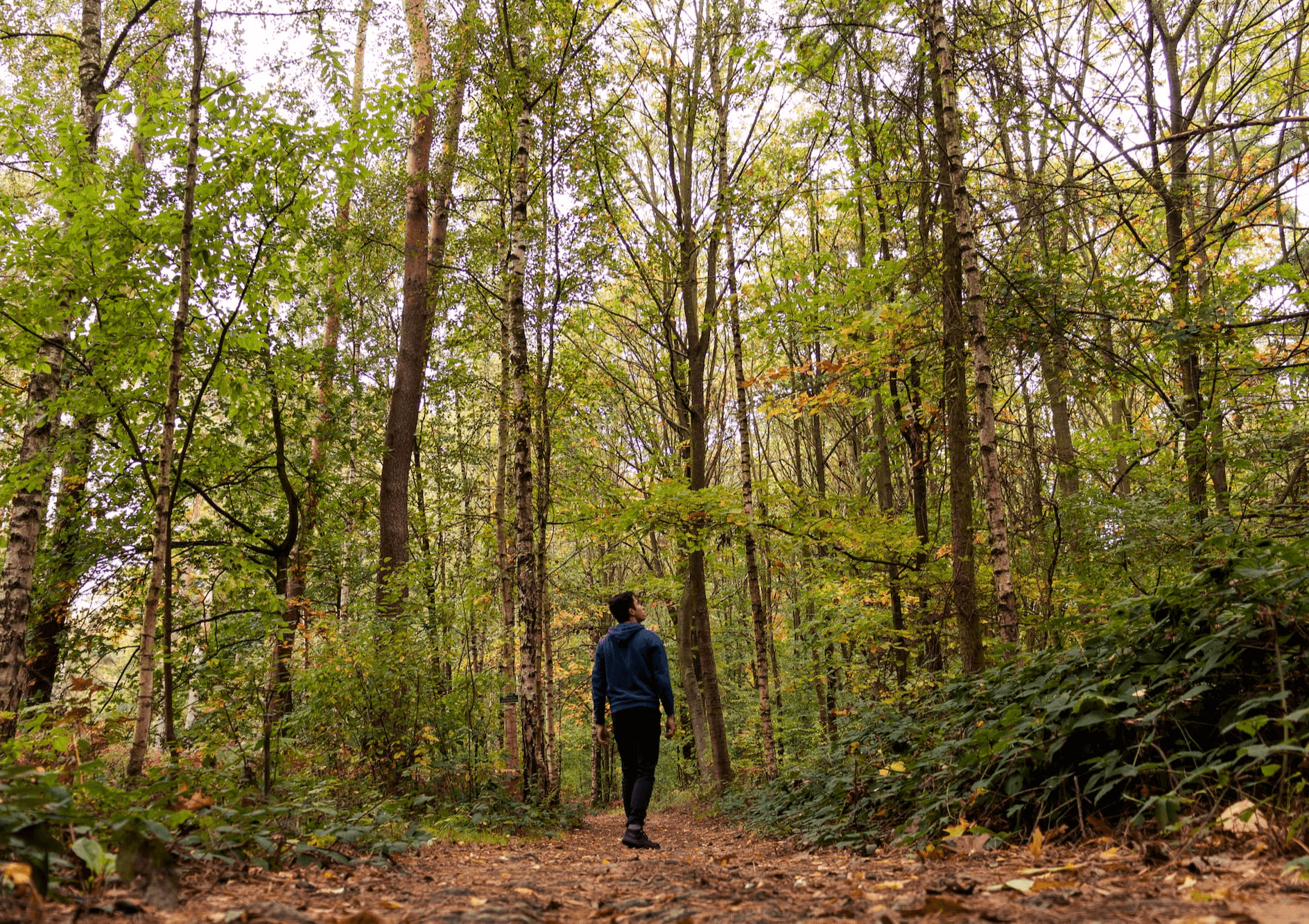 Forest Bathing: How Spending Time in the Woods Can Improve Your Health