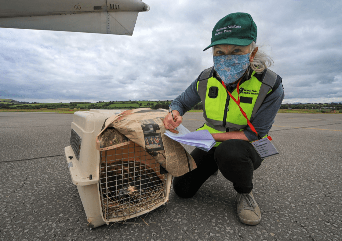 Iconic White-tailed Eagles arrive in Munster 