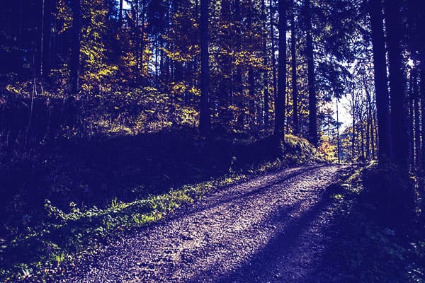 Curragh Wood