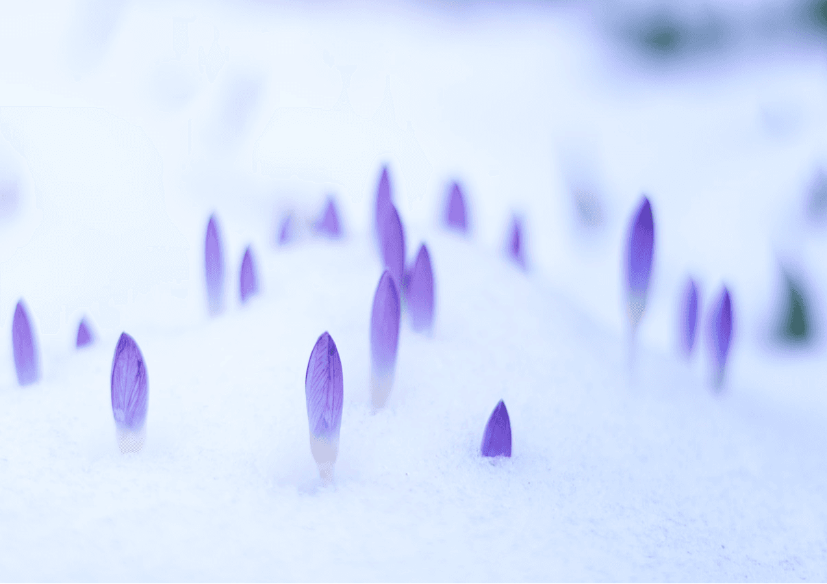 St Brigid , Imbolc and The Coming of Spring, 