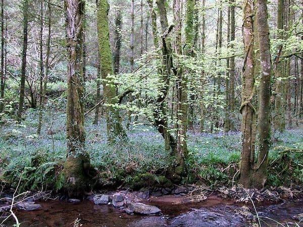 Glenbower Woods, Killeagh