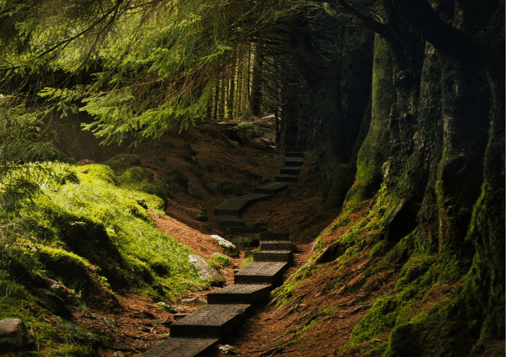 6 Woodland Trails To Visit in Cork, Kerry and Galway