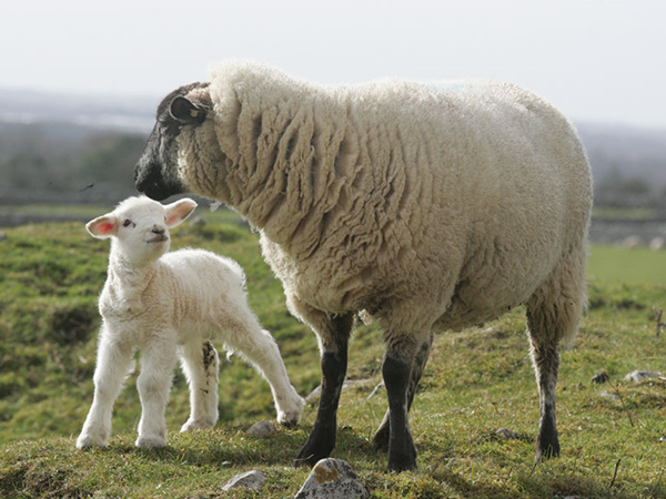 Galway 2020 is going Baa Baa for all things Sheep!