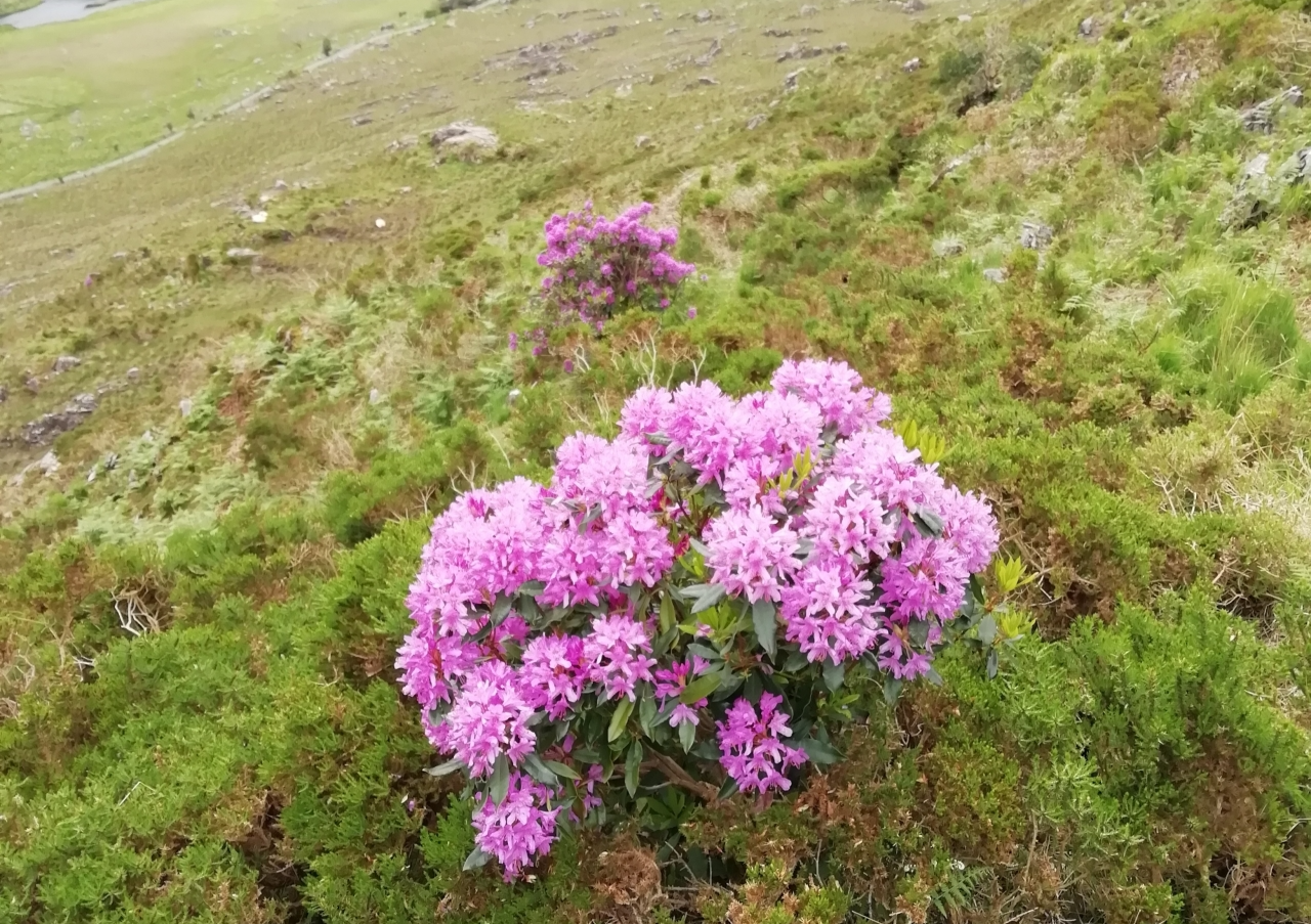 Call for citizen scientists to help map Rhododendron
